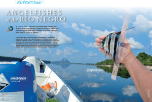 "The border area between Brazil, Colombia, and Venezuela is extremely exciting for angelfish lovers because a distribution gap for Pterophyllum altum might close there," states author Georg W. Wüst. "To travel this remote part of the world can be quite an adventure." Go there when you read "Angelfishes of the Rio Negro."