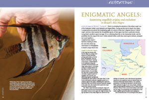 Not to be missed by lovers of Pterophyllum spp.! "ENIGMATIC ANGELS: Examining angelfish origins and evolution in Brazil’s Rio Negro,"by Michael J. Tuccinardi/