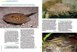 This issue’s “Species Snapshots” shares the first-time import of Marina's River Ray (Potamotrygon marinae), the rarely-seen Dwarf Ctenopoma (Microctenopoma cf. nanum), the African Broadband Darter Tetra (Nannocharax parvus), the specialist-suited African Dwarf Redsnout Pipefish (Enneacampus ansorgii), Peckoltia furcata which displays an impressive large forked caudal fin, and the Bluespot "Hill Trout" (Barilius ardens).