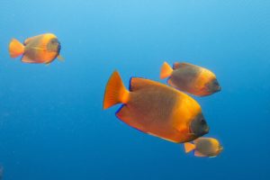 Clarion Angelfish, Holacanthus clarionensis, is a somewhat rare species in the aquarium trade, typically selling for $2500 to $4000 per fish, and these days more commonly seen as a captive-bred offering out of Bali Aquarich. Image by Elias Levy, CC-BY-2.0