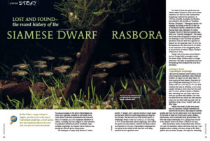 "Happy endings do happen, and this is true in the case of Trigonostigma somphongsi, a dwarf rasbora that was considered extinct but is now alive and well and breeds abundantly." Learn more about the Siamese Dwarf Rasbora in this article by Kay Urban.