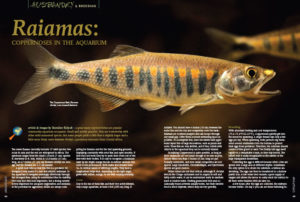 Meet Raiamas christyi, a predatory danionin from Central Africa. Learn more in "Raiamas: coppernoses in the aquarium," by Stanislav Kislyuk.