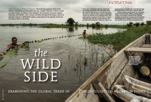 "The Wild Side", by Michael J. Tuccinardi, examines the global trade in wild-collected aquarium fishes.