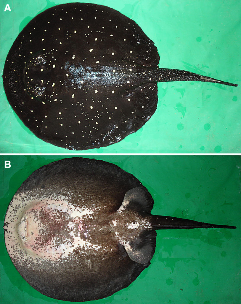 The Itaituba or P14 Ray, described as Potamotrygon albimaculata