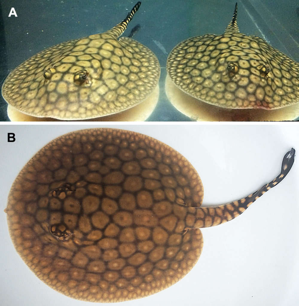 Juvenile Itaituba Rays, like most black ray species, undergo a major color change as they grow to adulthood (photo courtesy of G. England and R. Hardwick)