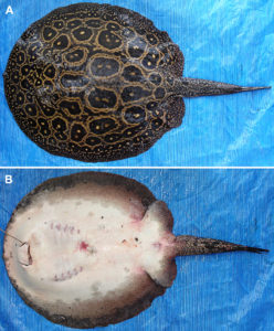 The Pearl Stingray, now formally described as Potamotrygon jabuti