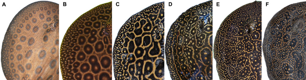 The Pearl Ray also goes through a marked color change as it develops. Here, the transition from neonate (left) to adult (right) is illustrated