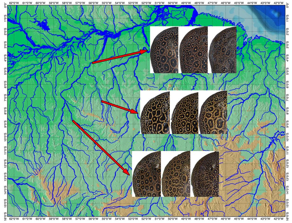 Distribution and pattern variation of the Pearl Ray (P. jabuti) along the Tapajos Basin