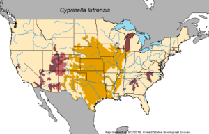 North American range of Cyprinella lutrensis - courtesy USGS