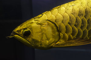 Champion Golden Arowana