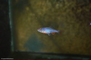 When lit from the front, the fish, while nicely highlighted, sits over a visually unattractive algae-covered tank wall, with seams and cords in the photo. A different lighting approach is required to get a nice shot!