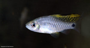 The large dorsal fin in the male droops or drapes when not being displayed.