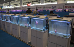 Rows of fish competition aquariums at Aquarama 2016