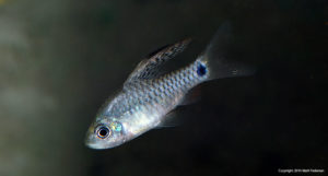 This larger male Drape Fin Barb seems to lack the bright yellow coloration of others in his group.