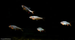 These Rainbow Dace tirelessly cruise the tank in a loose group.