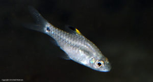 Another look at a female Drape Fin Barb; the group here looks to be heavy male.