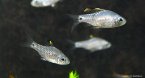 A female Drape Fin Barb at lower left shows virtually no spotting on the clear portion of the dorsal fin; the young male (above, right) is already easily distinguished.
