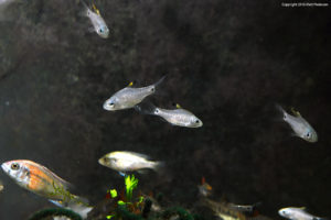 This wider shot shows two female Drape Fin Barbs in the center, with young males at top and right, and a male (bottom left) and female Ptyochromis sp. "Hippo Point Salmon", a Victorian Haplochromine Cichlid species, along with some Checkerboard Barb tankmates along the bottom of the shot.