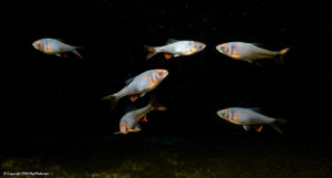 Lighting levels are slightly darkened to further deemphasize the background and tank bottom.