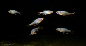 Finally, I use single pass of a very light sharpening filter to bring the fish into crisp focus (due to the nature of digital photography, some people argue that all digital photos require a sharpening filter to some degree). The debris in the water is removed manually using the spot healing tool, and my final photo is complete.