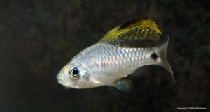 A young adult male Drape Fin Barb, Oreichthys crenuchoides, showing off his namesake dorsal fin.