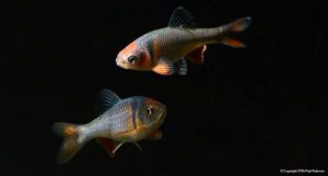 Not the fish I thought I had ordered, but my mistake forced me to reconsider the Rainbow Dace.