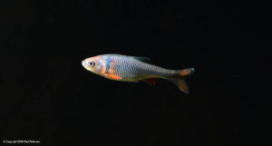 A lone Rainbow Dace, while a worthy photographic subject, is probably a lonely and neurotic tankmate.
