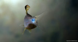 This beautiful blue tail spot on a Drape Fin Barb is unfortunately just an artifact of the camera flash; as you can see in the other photos the spot is black to the naked eye.