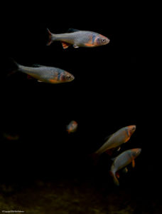 Seeing just a hint of the tank bottom anchors the fish in this photograph, as opposed to being fish floating in total black nothingness.