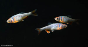 Rainbow Dace are awash in blues and salmon pinks and oranges, truly rivaling many other freshwater fish in the looks department.