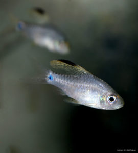 The Drape Fin Barb, Oreichthys crenuchoides