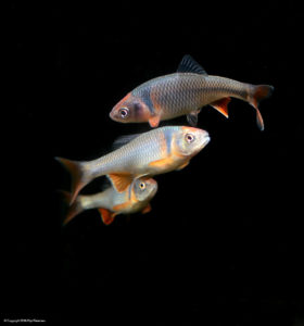 The overlooked and underappreciated Rainbow Dace, Cyprinella lutrensis.