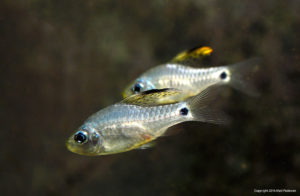 The Drape Fin Barb, Oreichthys crenuchoides