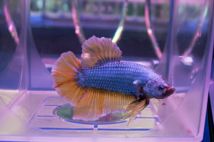 Mustard Gas Plakat Betta