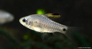 At first glance this specimen looks like a female, but the spotting on the rear end of the dorsal fin belies that this fish is simply a young male, the dorsal fin still due to grow substantially.