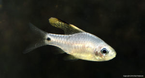 The Drape Fin Barb, Oreichthys crenuchoides