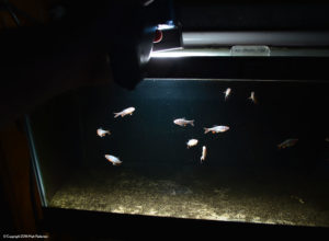 The flash rests directly overhead, lighting up the fish and the bottom, and little else.