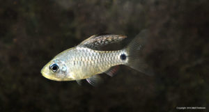 The Drape Fin Barb, Oreichthys crenuchoides