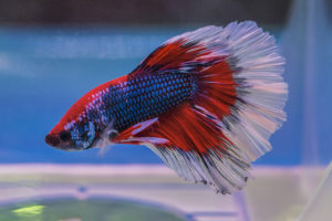 A spectacular red, white, ad blue halfmoon Betta