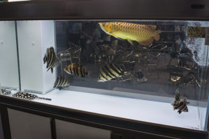 Display showcasing some of the most popular "monster" fish species in Asia: the Asian Arowana, Datnioides, and a hybrid Black Stingray