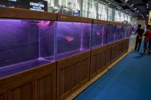 One row of tanks in the Arowana competition