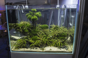 Many exhibitors incorporated beautifully planted and aquascaped tanks into their displays