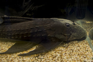 A monster Pseudacanthicus sp. on display