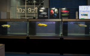 Part of the extensive Arowana competition at Aquarama