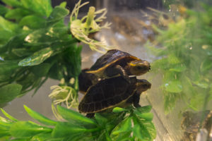 That's not a fish! Several exhibitors were displaying reptiles and amphibians, like these baby Asian Box Turtles (Cuora sp.)
