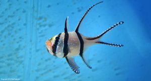 A male Pterapogon kauderni holding a clutch of freshly spawned eggs in his mouth; this popular species is known for their paternal mouthbrooding behavior.