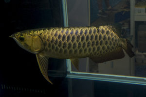 Another impressive Arowana in an exhibitor's tank
