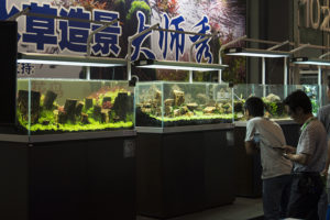 Visitors admiring some of the finished aquascaping demos