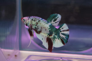 Calico or Koi Plakat Betta