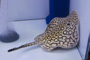 Freshwater ray in the competition
